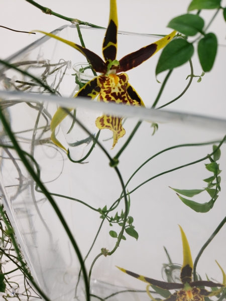 Brassia orchid in a contemporary floral art display