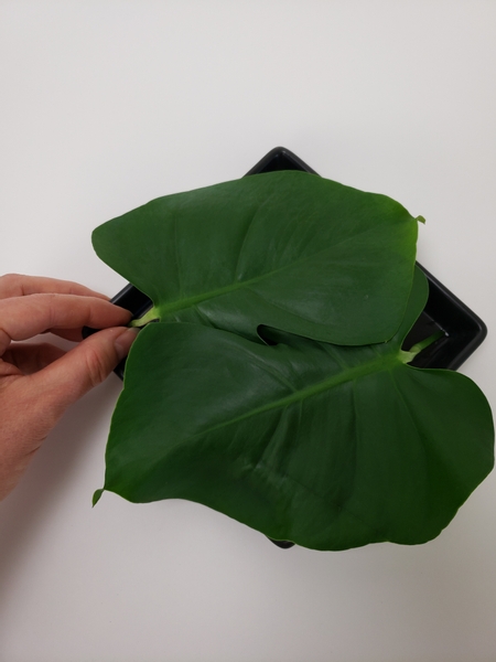 Carefully lift the two monstera leaves and place it in the shallow container