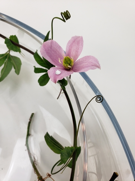 Clematis flower half opening its sepals