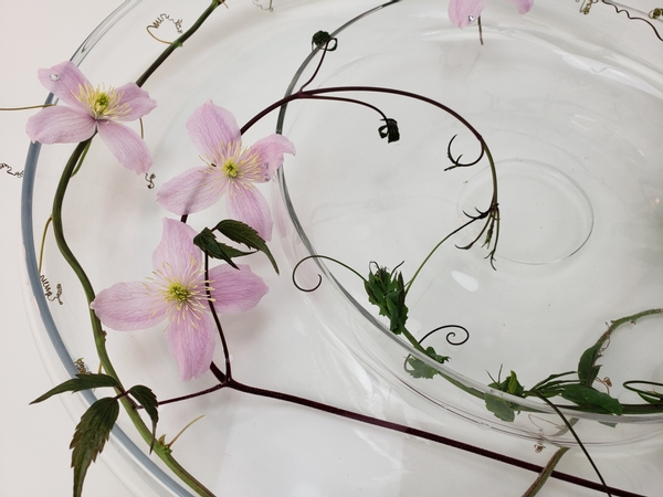 Clematis flowers floating in a shallow dish