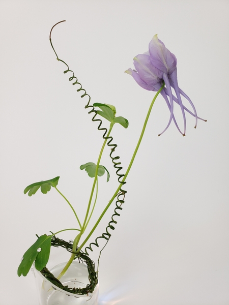 Coil a vine to dry into a decorative spring