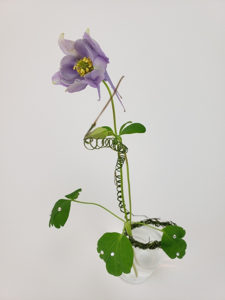 Light purple columbine flower in a floral design