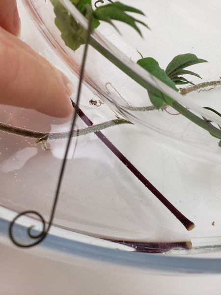 Make sure the clematis vine is hooked under the passion fruit vine so that it remains under water when the container is filled with water