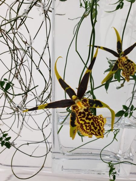 Oncidium orchids suspended in a floral design