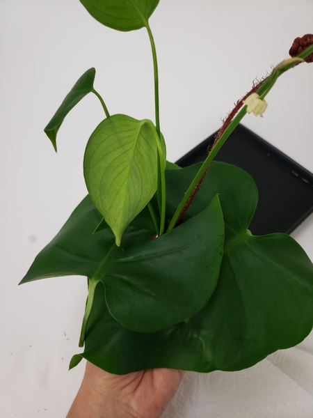 Slip the bundle through the gap in the monstera leaves