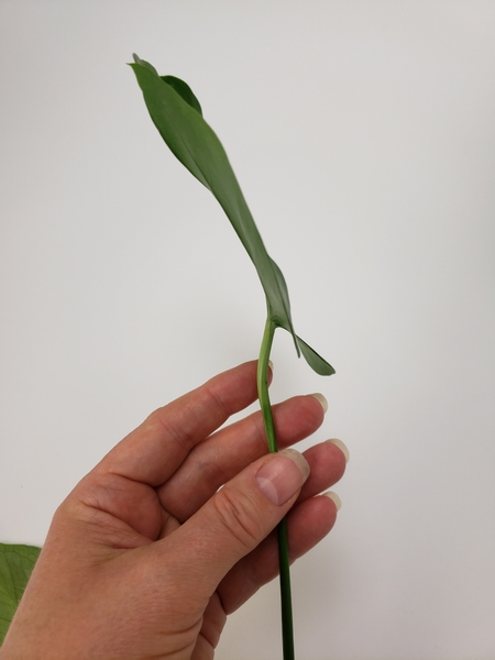 The leaf stem needs to be manipulated to give it a sharp angle