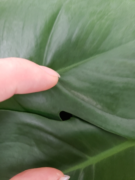 The tiny gap between the two leaves are perfect for giving support to a flower stem