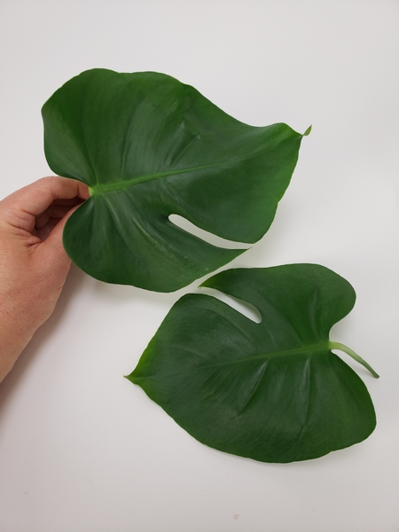 Two Monstera leaves that can slot in together