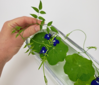 A design solution for showcasing the tiniest flowers... in a big way