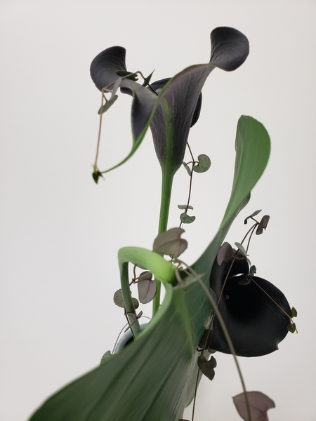 Beautiful green stripe on a black calla lily