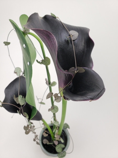 Black calla lilies in a goth garden inspired display