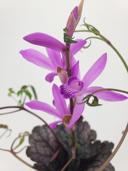 Bletilla striata (Chinese Ground Orchid) in a sustainable floral design Bletilla striata (Chinese Ground Orchid) in a sustainable floral design