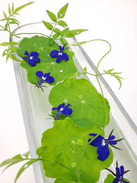 Delicate Lobelia flowers to float between nasturtium foliage with jasmine tendrils in a sustainable and waste free flower arrangement