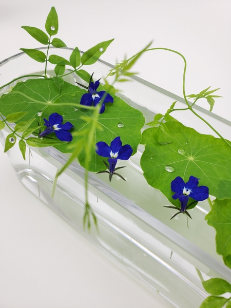 Delicate Lobelia flowers to float in a floral design