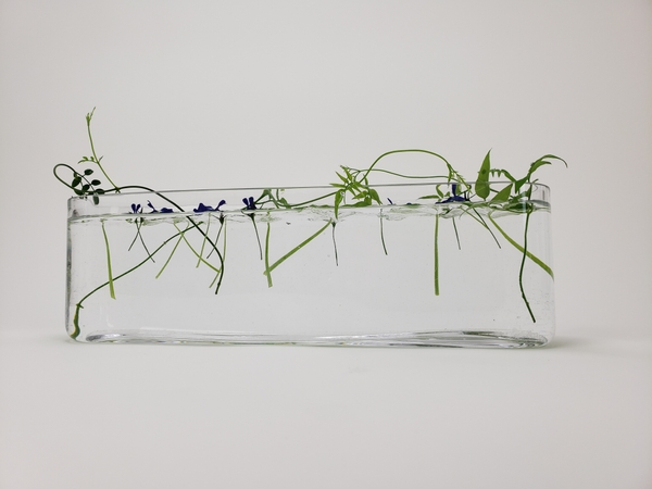 Floating Lobelia flowers, nasturtium foliage with jasmine tendrils