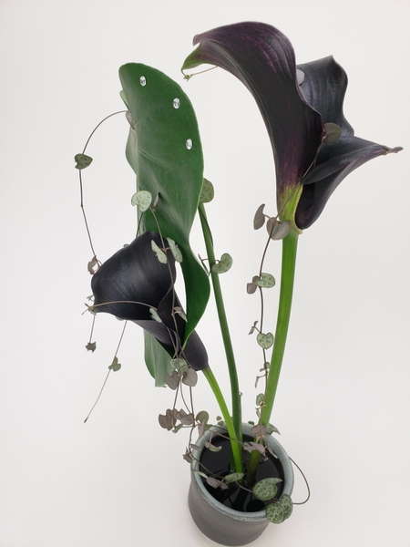 How to design and arrange black flowers for dramatic contrast