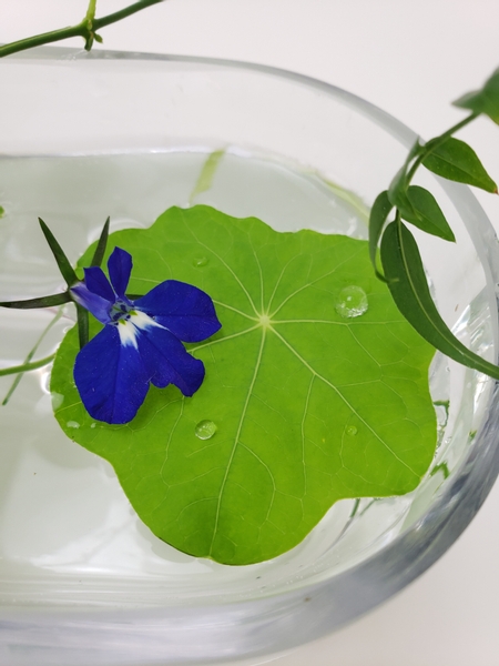 Nasturtium foliage floating flower arrangement