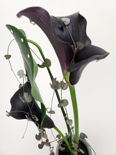 Play with light when arranging black flowers