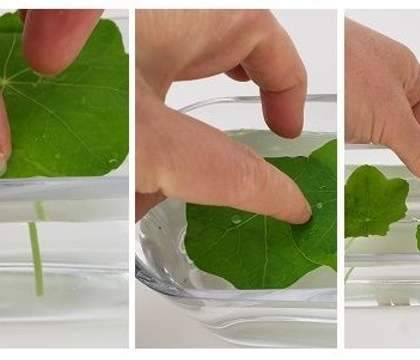 Let me float my Wednesday idea by you for a bit