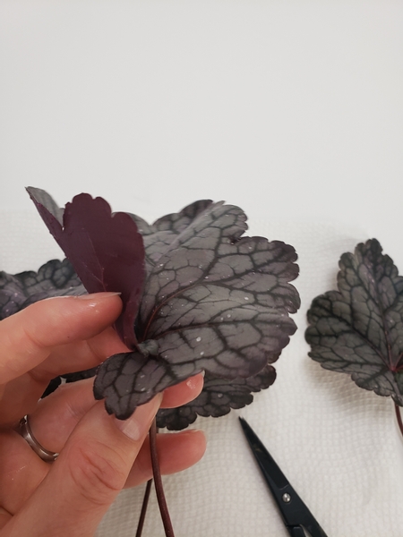 Roll the Heuchera leaf into a cone by curling in the corner
