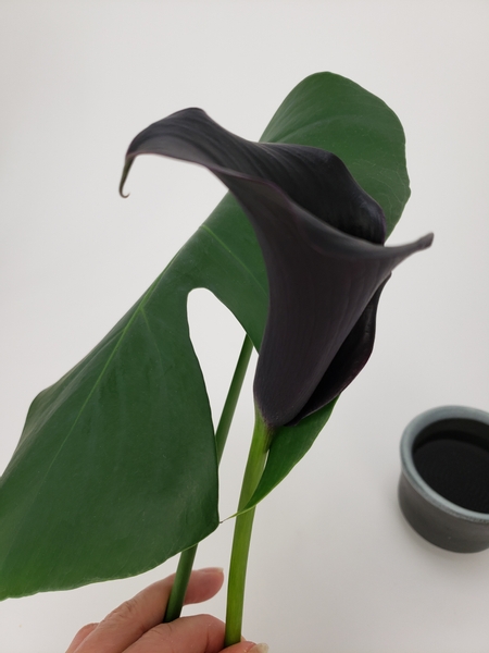 Slip a Calla lily through a hole in a Monstera leaf