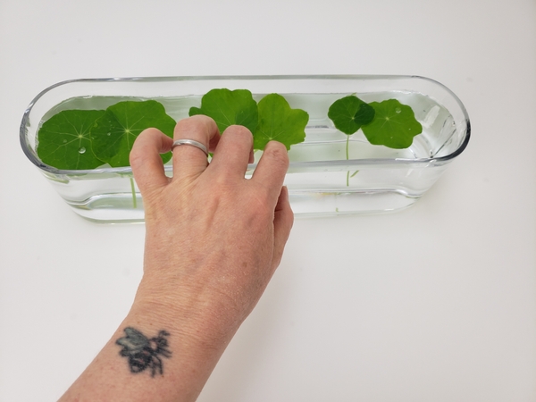 The large nasturtium foliage creates a raft for you to style the more delicate floral details on