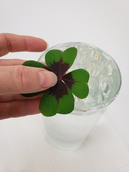 Cut the oxalis stems shorter and place it in the frog holes