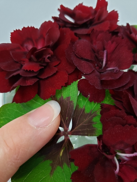 Fluff carnations open to mimic the oxalis