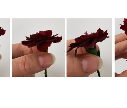 hang out with.. you know… floristically speaking