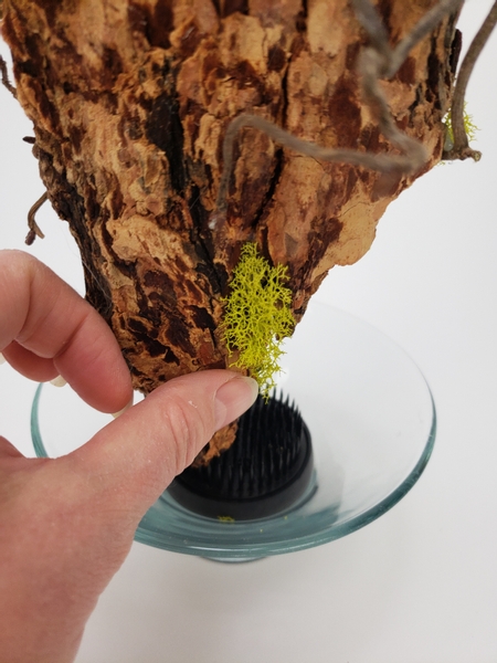 Glue reindeer moss to the tip of the bark that is now exposed