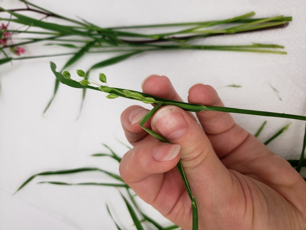 Groom the quaking grass stems