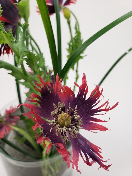 Growing poppies for flower arranging