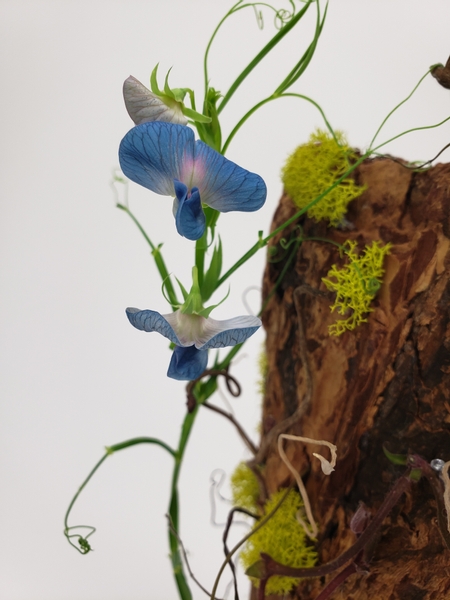 King Tut sweet pea in a flower arrangement