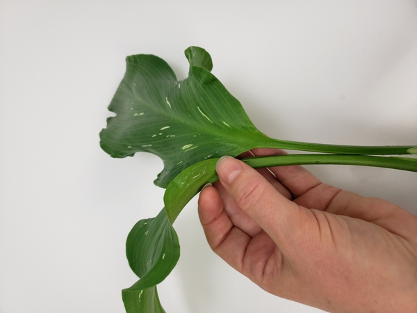 Paint a tiny line of glue on the outside of the other side of the leaves