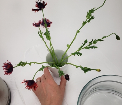 How to condition poppies... if you are designing with them in a glass container