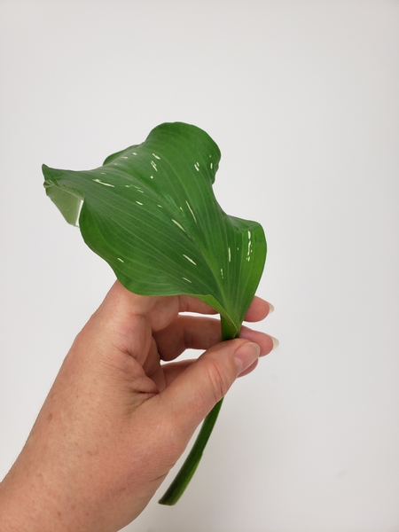 Use any large leaf to craft the support