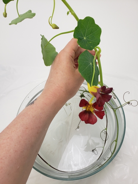 Add in a long nasturtium stem