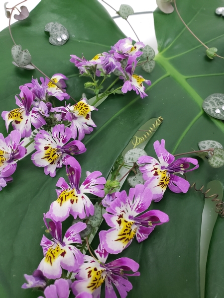 Beautiful Schizanthus pinnatus or poor man’s orchid floral design