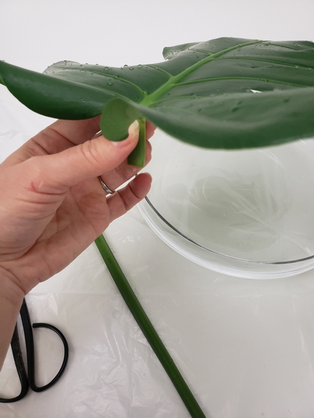 Cut the stem of the monstera leaf short