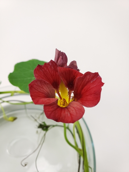 Edible flowers Nasturtiums from the garden to use in flower arrangements