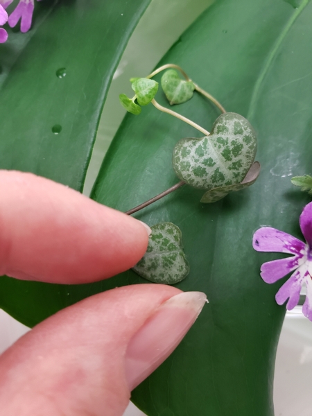 Glue in a few heart shaped Ceropegia woodii leaves