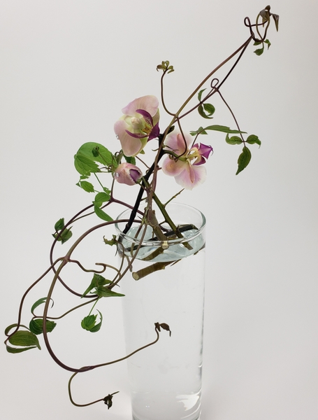 Moth orchid and clematis vine floral arrangement for summer