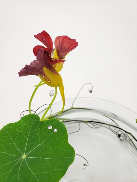 Nasturtium flowers in a summer floral design