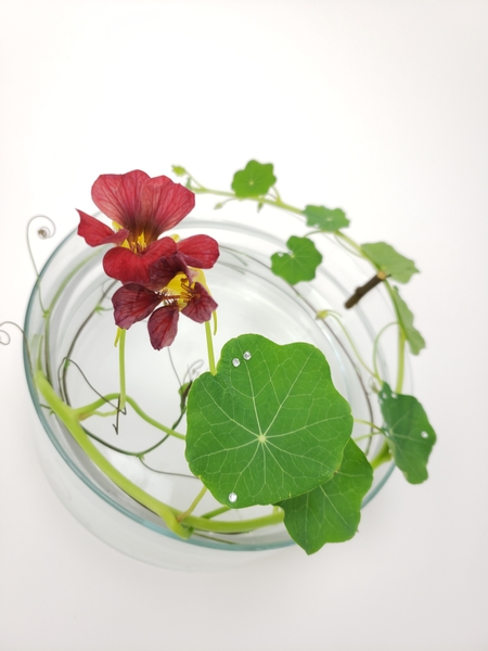 Nasturtium flowers in cooling summer design using sustainable mechanics