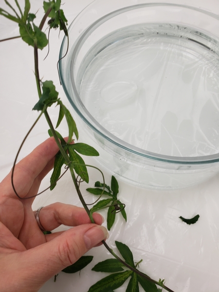 Remove the foliage from a passion fruit vine to expose the tendrils