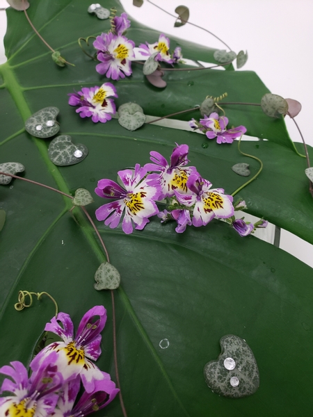 Schizanthus pinnatus or poor man’s orchid in a contemporary summer flower arrangement