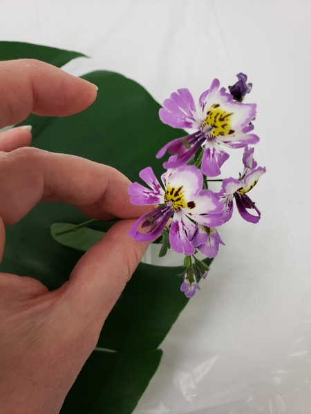 Set the beautiful Schizanthus pinnatus or poor man’s orchid floral stems to rest on the flowers with their stems through the gaps in the leaves