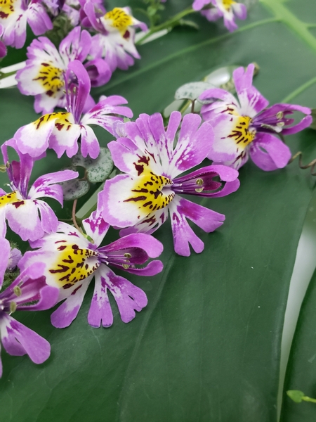 Sustainable zero waste foam free floral design with Schizanthus pinnatus or poor man’s orchids