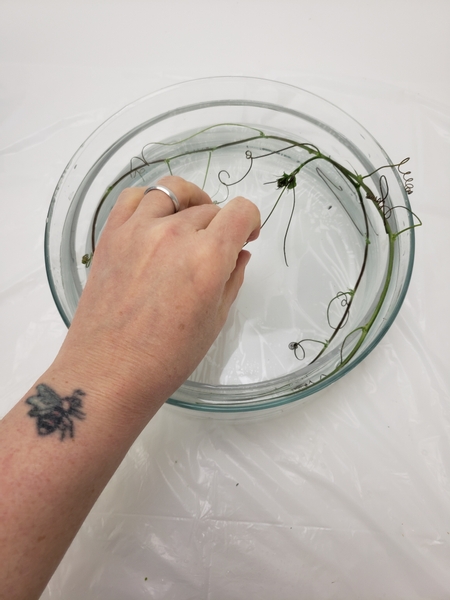 Wind the vine around the inside of the container and secure it by allowing the tendrils to tangle