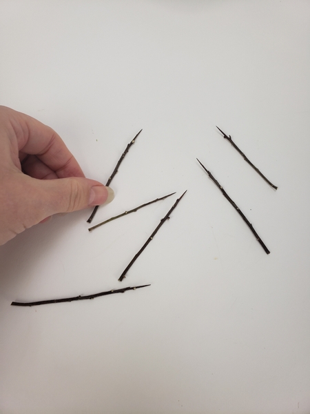 Cut away any nodes or bits that will get in the way when threading the thorns